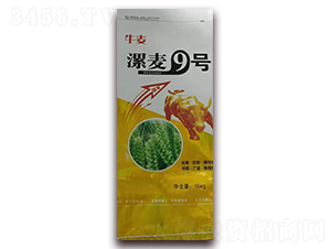 漯麥9號-小麥種子-華豐種業