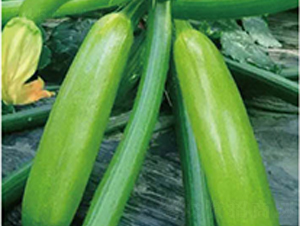 �߶����-�����J�N��-�߶˷N�I