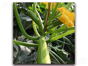 ����-�����J�N��-��ʢԪ