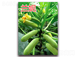 �m��-�����J�N��-�|�Z�r�I