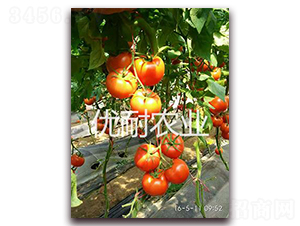 ���t1513-���ѷN��-�����r�I