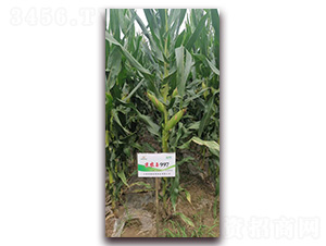 ���r��997-���׷N��-�r�