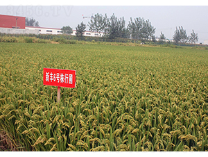 新豐6號-豐源種子