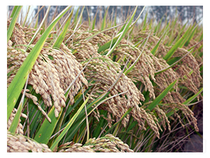 ���S2̖�����L��-�SԴ�N��