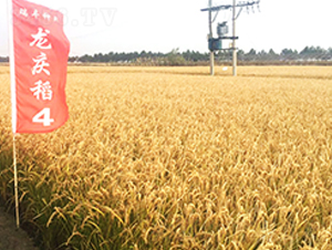 龍慶稻4號-小麥種子-瑞豐種業