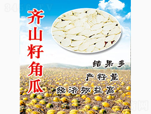 齊山籽角瓜-齊山種業