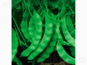 矮生寬莢地豆王-齊山種業