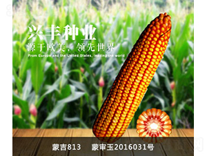 �ɼ�813-���׷N��-�d�S�N�I