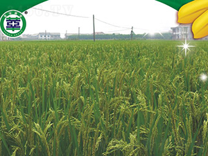 ��Ƀ�02-�s���絾-���A�N�I