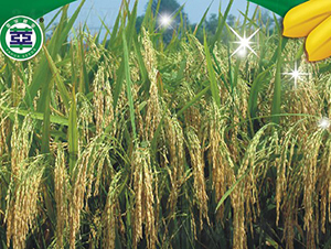 ��Ƀ�611-�s���絾-���A�N�I