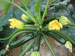 ���Sһ̖-�����J�N��-�M��N��