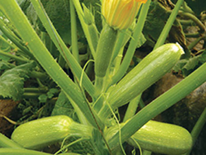 �f��-�����J�N��-����r�I