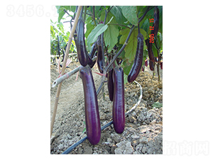 �r���L��-���ӷN��-���r