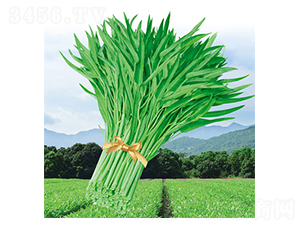 ����_�����~���Ĳ�-���Ĳ˷N��-����