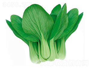 ��������-�๣�˷N��-����