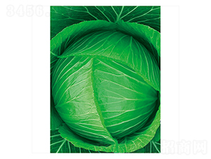 �Gʥ-���{�N��-����