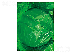 �G�S-���{�N��-����