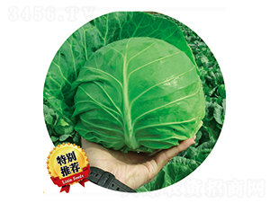 ����285-���{�N��-����