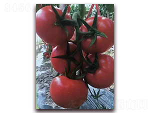 �t��K-�t�����ѷN��-���\���r