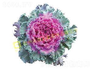 ��ϼ����-���¸��{�N��-�¸�