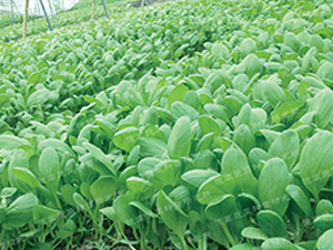 �uë��3̖-�๣�˷N��-�¸�