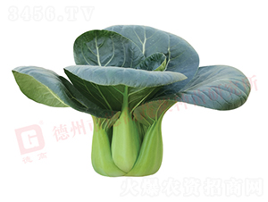 �¸�1135-�๣�˷N��-�¸ߡ�