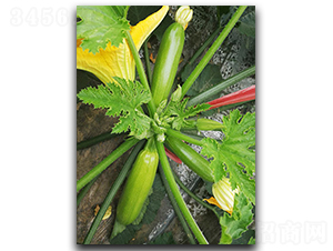 ����S306-�����J�N��