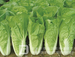 �L(zh��ng)��5̖(h��o)-��˷N��-�¸�