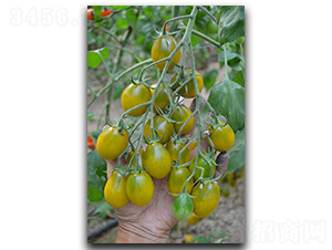 �����S����-���ѷN��