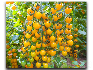 �����S��2̖-���ѷN��