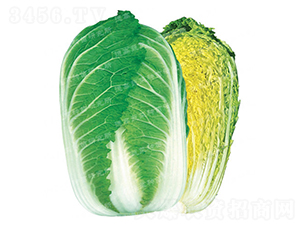 �����[���ײ�-CR143-��ײ˷N��-�¸�