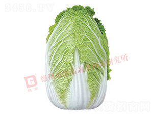 抗根腫病白菜-CR141-大白菜種子-德高