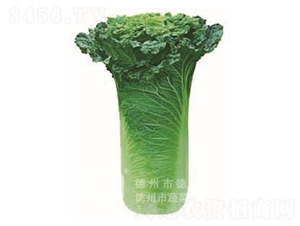 �����~�ײ�-���A76-��ײ˷N��-�¸�