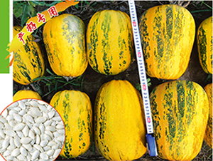 ����һ̖-�����J�N��-�x���