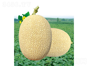 ��̩�����-��ϷN��-��̩�_