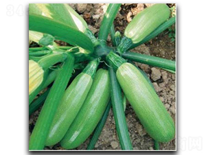 ������̖-�����J�N��-�մ��r�I