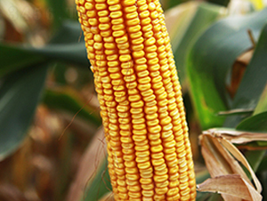 ��1001-���׷N��-���r�N�I