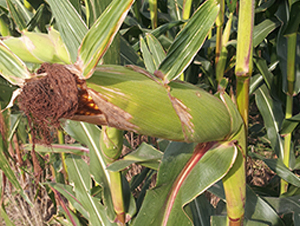 �x��73̖-���׷N��-���r�N�I