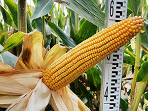 ��1002-���׷N��-���r�N�I