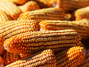 加10分京科968-玉米種子-德農種業