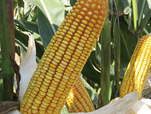 ����18-���׷N��-���r�N�I