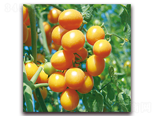 �S�С���ѣ�571��-���ѷN��-�����r