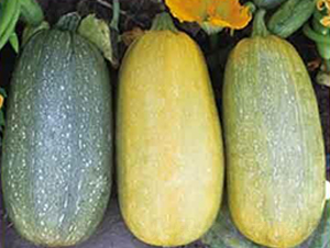 �S��598F1-���������J�N��-���i�N�I