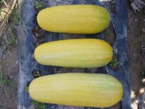 �S��699F1-���������J�N��-���i�N�I