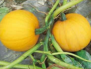 �S����Ԫ��F1-���������J�N��-���i�N�I