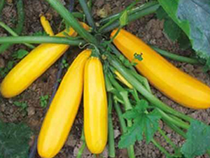 ��l-���������J�N��-���i�N�I