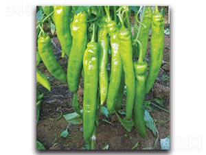 ���ؠ�6̖-�����N��-�����o�N��