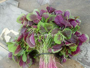 ��A�~�t�{��-�{�˷N��-�d�G�N��