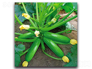 SA06-�����J�N��-�G�x�N�I