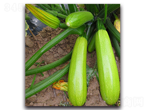 SA01-�����J�N��-�G�x�N�I